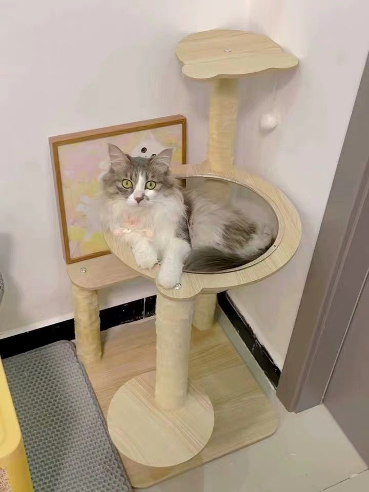 Cat resting in a transparent bowl on a wooden cat tree